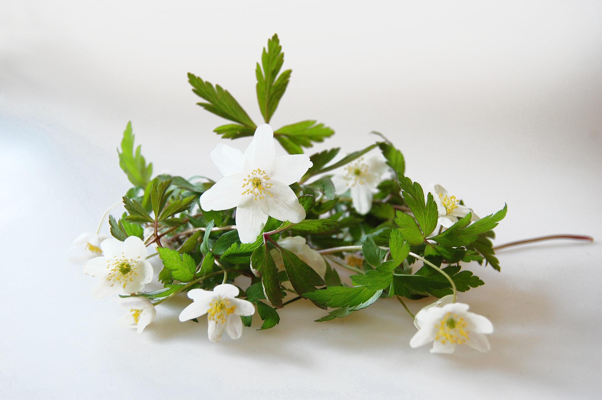 Wood anemones on white background.