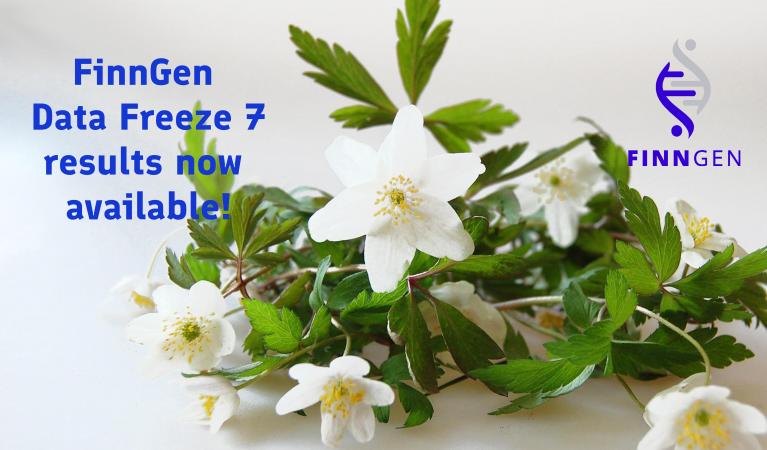 Wood anemones and a text "FinnGen Data Freeze 7 results now available".