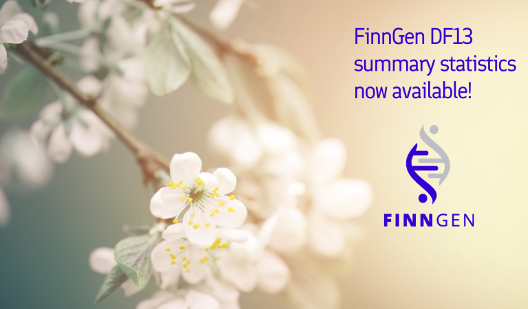 A soft-focus photograph of white spring blossoms on tree branches fills the background, with a warm cream and pale green color palette and a gentle, dreamy blur effect. On the right side, dark blue text reads: “FinnGen DF13 summary statistics now available!” Beneath the text is the FinnGen logo, featuring a stylized DNA helix in blue and gray above the word “FINNGEN” in blue capital letters.