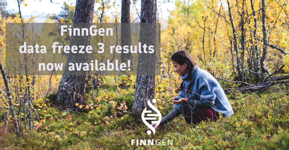 Woman picking berries in a Finnish forest