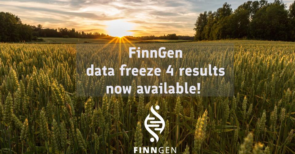 Grain field, FinnGen logo and the text: FinnGen data freeze 4 results now available