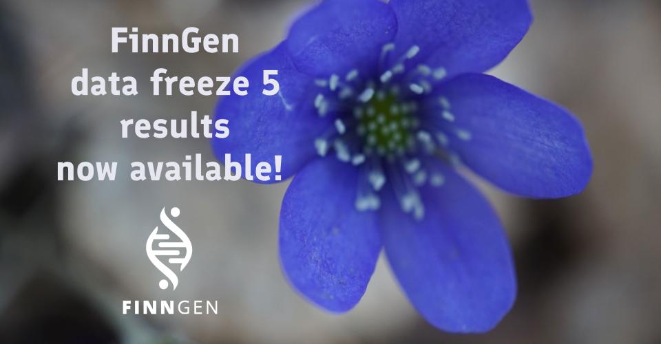 Flower (common hepatica), FinnGen logo and the text: FinnGen data freeze 5 results now available
