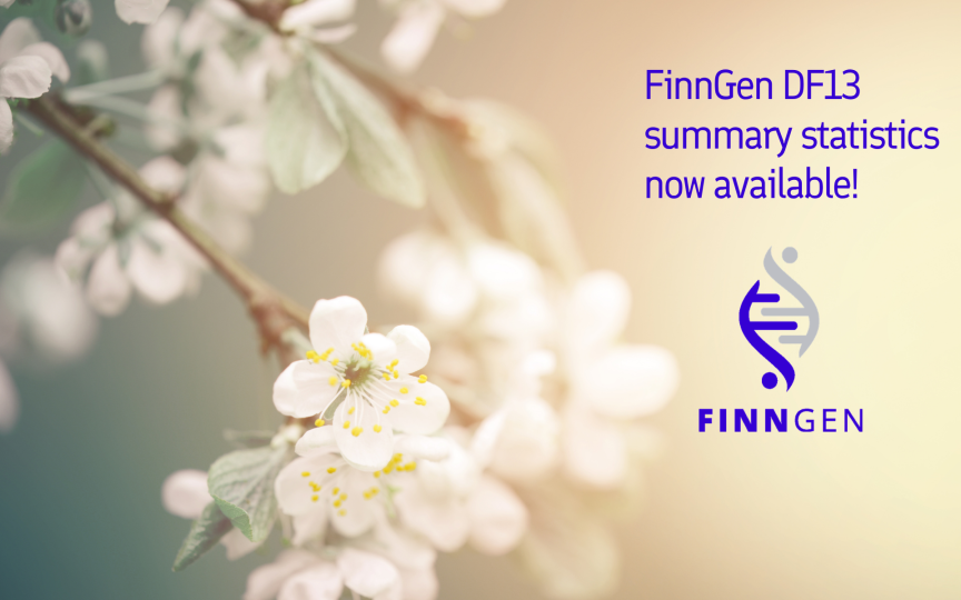 A soft-focus photograph of white spring blossoms on tree branches fills the background, with a warm cream and pale green color palette and a gentle, dreamy blur effect. On the right side, dark blue text reads: “FinnGen DF13 summary statistics now available!” Beneath the text is the FinnGen logo, featuring a stylized DNA helix in blue and gray above the word “FINNGEN” in blue capital letters.