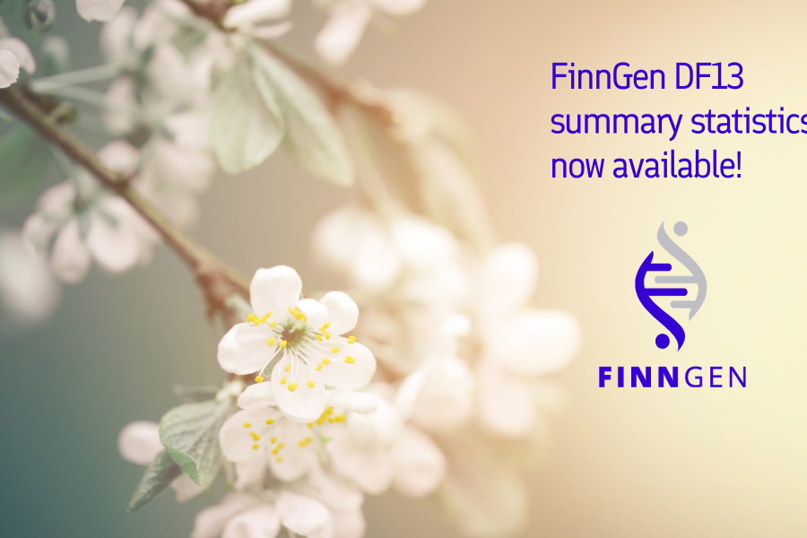 A soft-focus photograph of white spring blossoms on tree branches fills the background, with a warm cream and pale green color palette and a gentle, dreamy blur effect. On the right side, dark blue text reads: “FinnGen DF13 summary statistics now available!” Beneath the text is the FinnGen logo, featuring a stylized DNA helix in blue and gray above the word “FINNGEN” in blue capital letters.